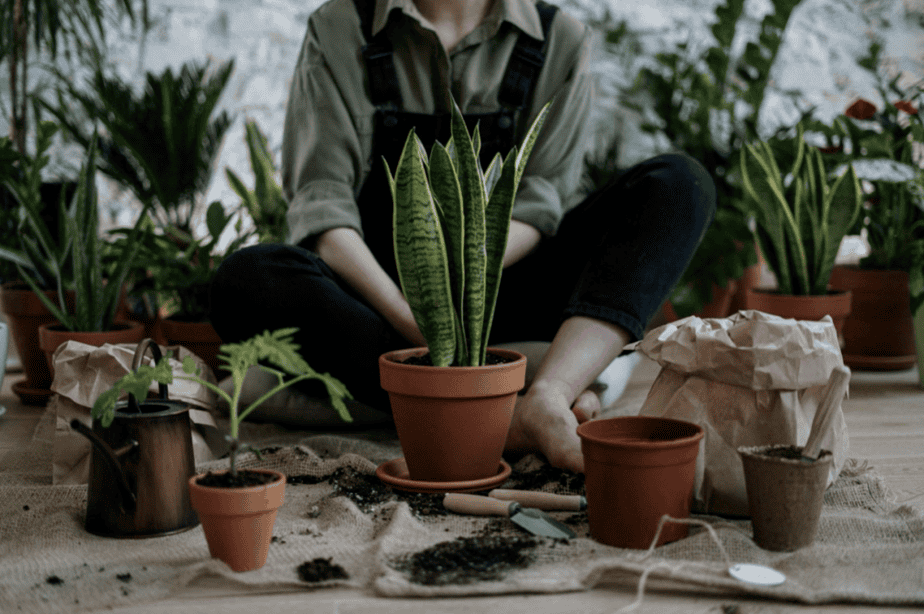 gardening pots plants