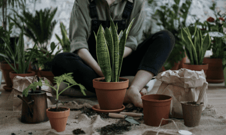 gardening pots plants